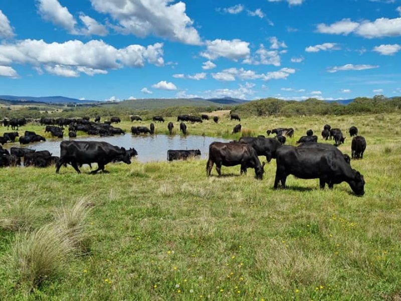 Cattle