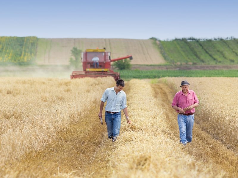Two farmers walking on golden wheat field during harvest in summer. Seasonal agricultural works