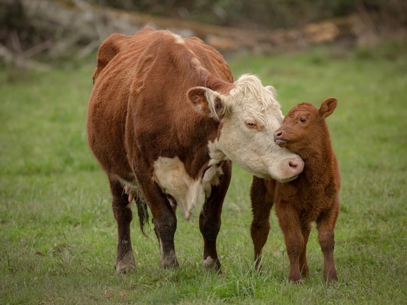 Momma Cow and Calf Sharing a Nuzzle