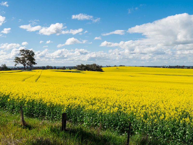 Golden canola